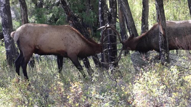 Young bull elk beginning to spar during the rut.