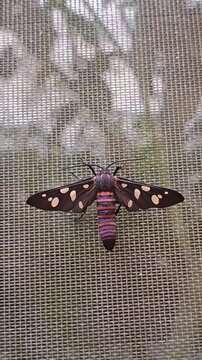 Colorful Handmaiden Moth Resting on Mesh Screen Vertical Close Up
