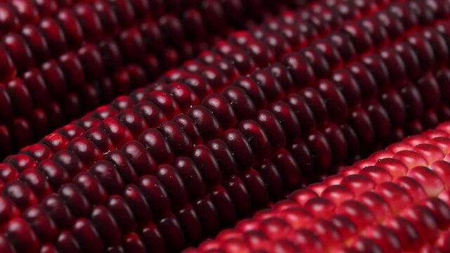 Close-up shot of raw purple corn kernel texture arranged in rows rotating.