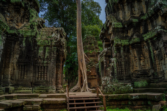 Ta Prohm Temple in Cambodia