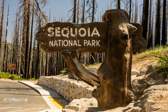 Straight On View Of Sequoia Sign Along Road Side