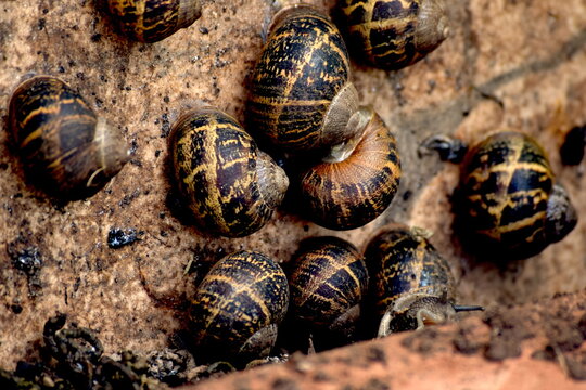 Caracoles en vertical