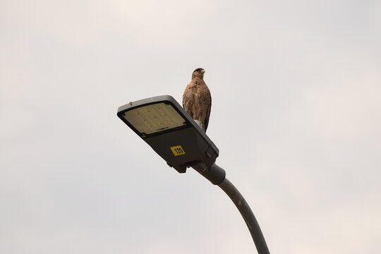 Tiuque sobre farol