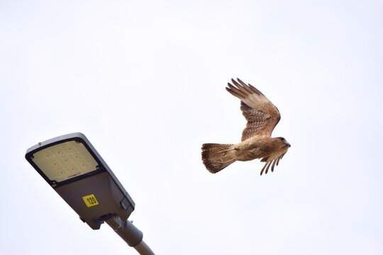 Tiuque volando sobre farol
