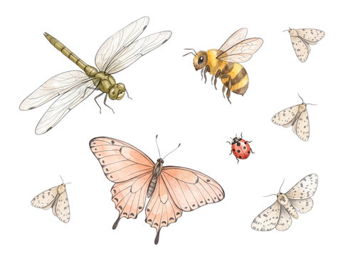 Watercolor insects collection with a dragonfly, bee, butterfly and moths