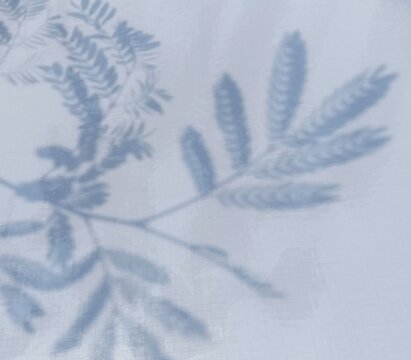 Artistic cyanotype style blue shadow print of five leucaena leucocephala leaves, also known as lamtoro, petai cina, white leadtree, diagonal arrangement on white linen paper. Minimalist botani