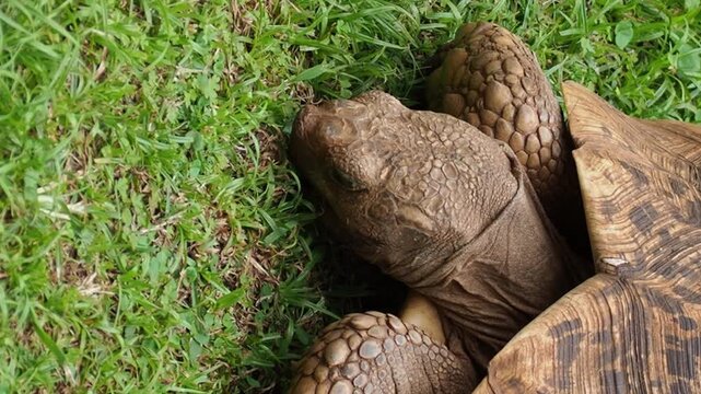 A Closeup Top Down View of a Leopard Tortoise Eating Grass