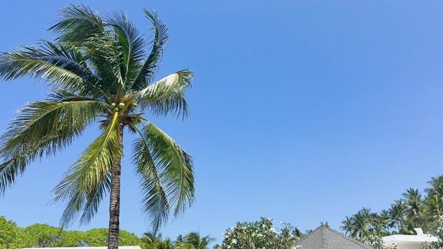 Lush palm tree swaying gently against clear blue sky tropical paradise vacation scene.