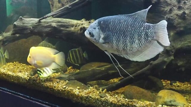 Giant Gourami FreshWater Fish in an Aquarium Fish Tank Pond