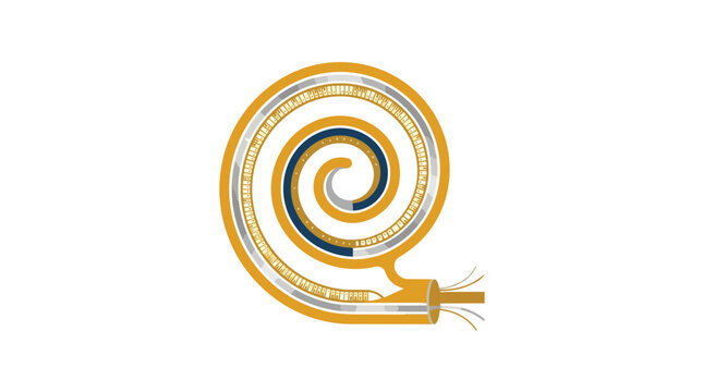 Inner ear cochlea anatomy showing auditory sensory transduction in a minimalist flat vector illustration for otolaryngology clinical education
