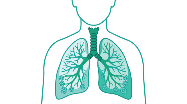Respiratory system anatomy showing lungs and trachea in a modern flat vector illustration for pulmonary medicine and respiratory health education
