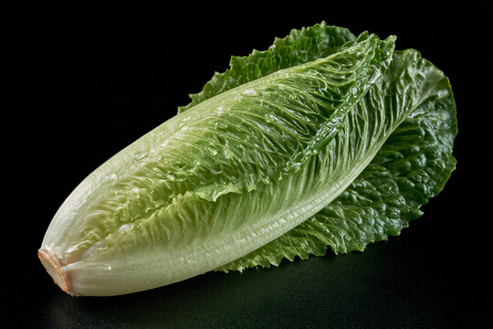 Single fresh green romaine lettuce head isolated on black with green vegetable