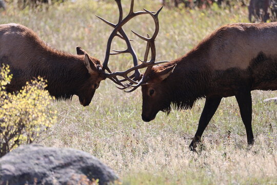 Bull elk competing during the rut.