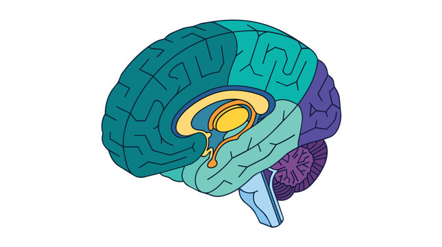 Cerebral cortex functional lobes and limbic system anatomy colorful flat vector graphic for neurological clinical training