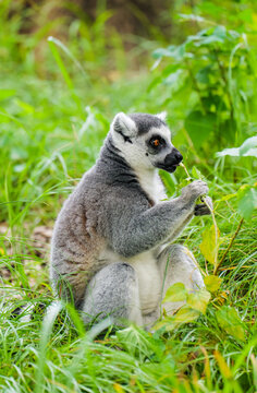 A ring-tailed lemur that's really interested in tender plant shoots