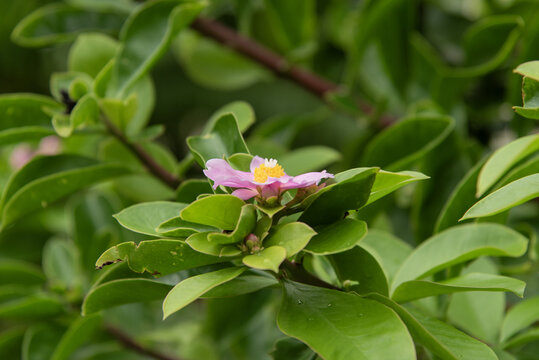 真上を向くサクラキリンの花