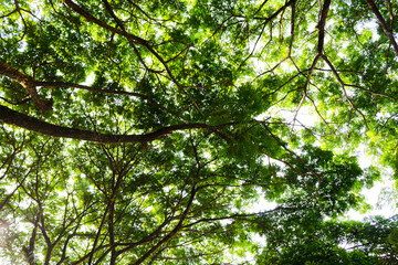 Fototapeta premium Sunlight filters through dense green leaves. Twisting tree branches stretch toward the sky. Dappled light creates a soft, natural glow. Vibrant foliage suggests a thriving, peaceful forest