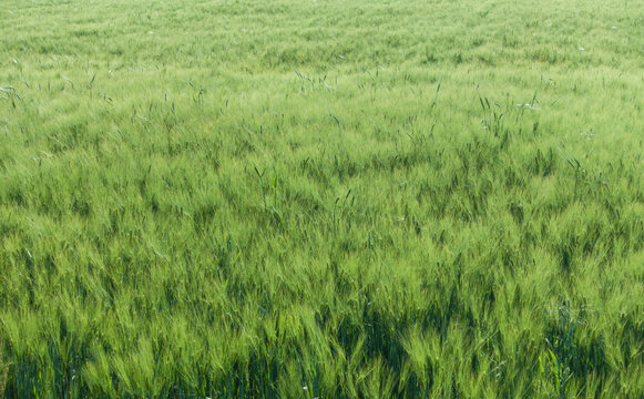 Young unripe grain field seen close up, spring field
