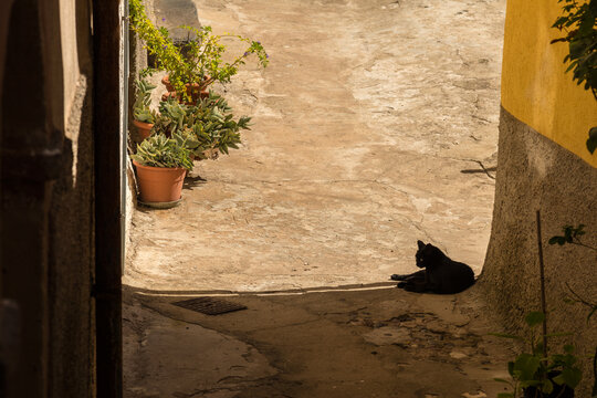 Italy, Sardinia, Bosa.  Black cat laying in the shadows on a street.