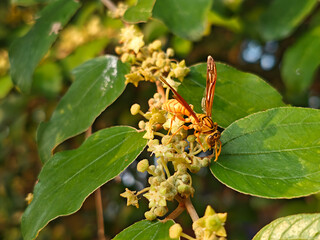 Yellow paper wasp collecting nectar from fruit flower © The Rogue Ronin