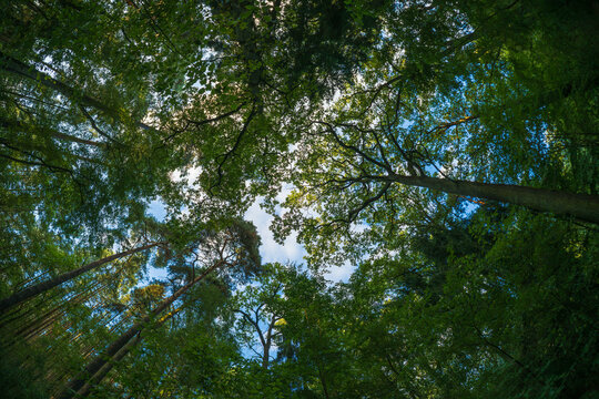 Blick durch B&auml;ume zum Himmel