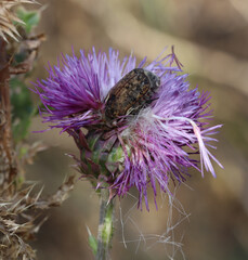 Bumble Flower Beetle (Euphoria inda), a native insect in Colorado, burrowing into the purple flower of an invasive plant Musk Thistle (Carduus nutans).  © Michael
