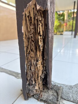 Termite damage on a wooden pillar or beam structure