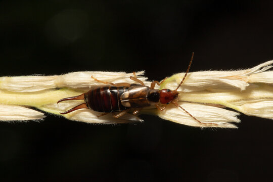 Earwig (Dermaptera) insect crawling at night on the tassel of a corn plant during the summer in Colorado. The curved, pincer-like cerci are used for defense and mating. 