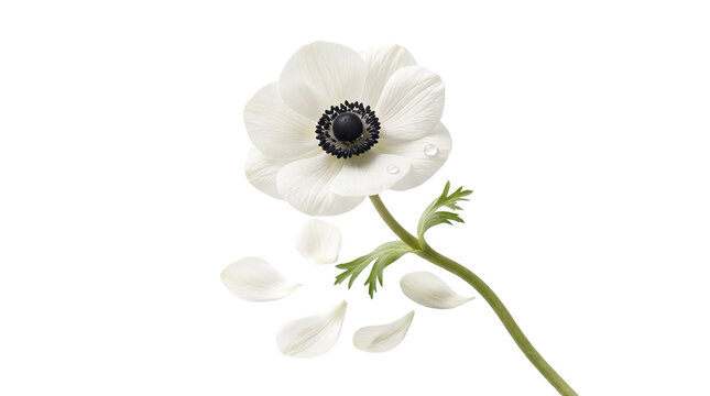 Elegant white anemone flower with black center, delicate blooming anemone coronaria with falling petals, botanical floral element for wedding design isolated PNG with Transparent Background