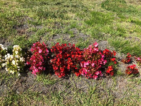Red flowers blooming on a grassy hillside