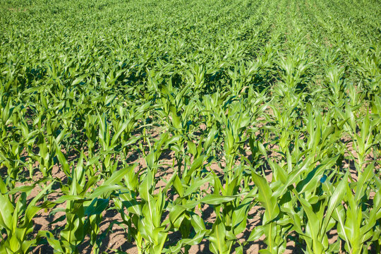 Lush green corn field growing in rows