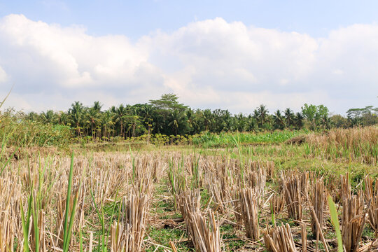 Dry rice field after harvest with exposed soil, cut rice stalks, sparse green vegetation, and signs of water shortage. Agricultural farmland experiencing drought conditions