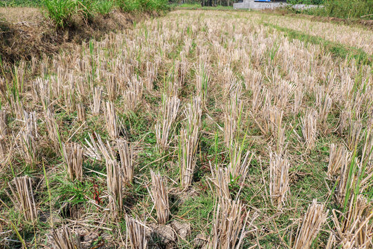Dry rice field after harvest with exposed soil, cut rice stalks, sparse green vegetation, and signs of water shortage. Agricultural farmland experiencing drought conditions