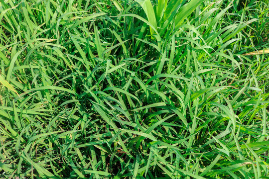 Lush green grass growing densely across a natural field, resembling forage grass such as Urochloa mutica, commonly known as para grass.