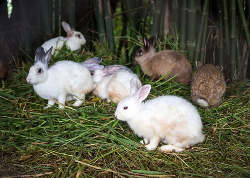 Group of cute rabbits eating green grass on the ground in a farm yard.