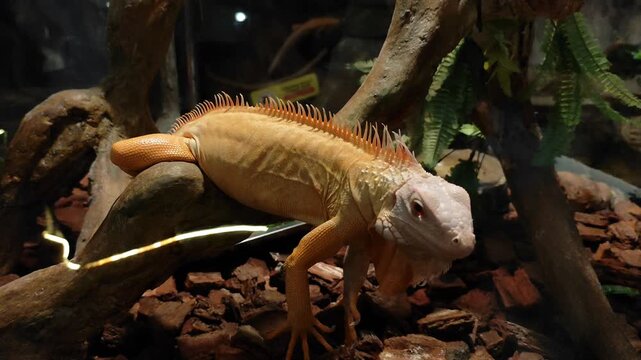 An albino iguana crawls along a branch inside an enclosure. A rare pet.