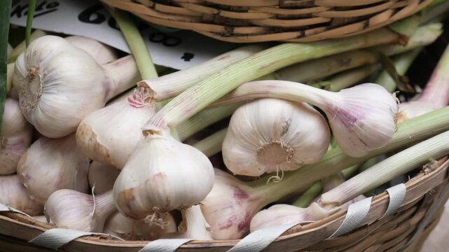 Close up of fresh organic garlic bulbs with long green stalks in woven basket
