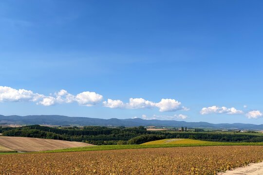 Rural farm track through rolling fields in Biei, Hokkaido