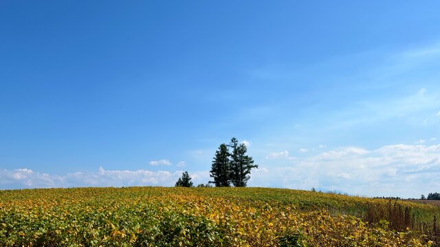 Golden agricultural field and lone tree beneath blue sky in Biei
