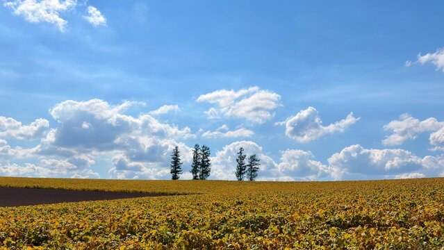 Rural field and scattered trees beneath dramatic clouds in Biei
