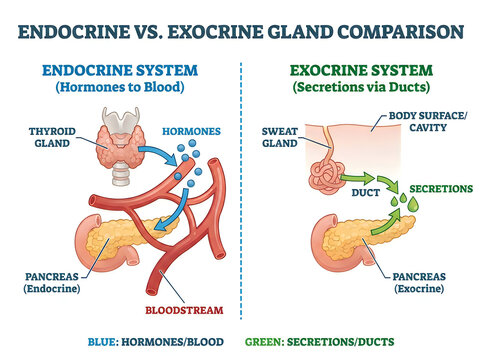 Endocrine vs Exocrine Gland Comparison Medical Infographic Showing Hormones into Bloodstream and Duct Secretions Anatomy Isolated on White