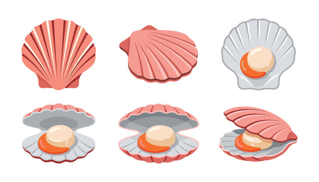 Fresh Pink Scallop Shellfish Vector Icon Set Featuring Whole Closed Shells Open Shells with Meat and Orange Roe Isolated on White Background for Seafood Menus
