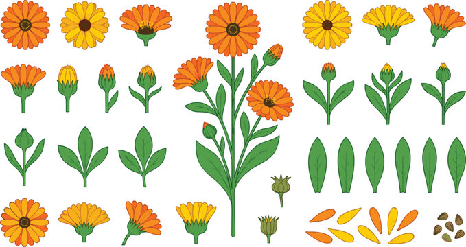 Calendula Marigold Flower Vector Clipart Set with Orange Blossoms Green Leaves Buds Petals and Seeds for Medical Herb and Cosmetic Designs