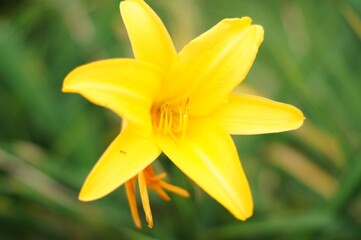Fototapeta premium The yellow daylily is known as the lemon daylily or lemon lily because of its bright lemon-like yellow color. The flowers are trumpet-shaped and typically about 4 inches in diameter.