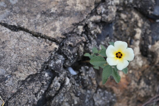 Beautiful Turnera subulata flower growing through concrete cracks amid urban surroundings