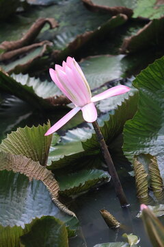 Beautiful pink water lily blooming gracefully above tranquil pond water surface