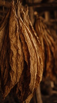 Dry tobacco leaves hanging in a curing barn, showcasing their textured, brown surface and natural veins.