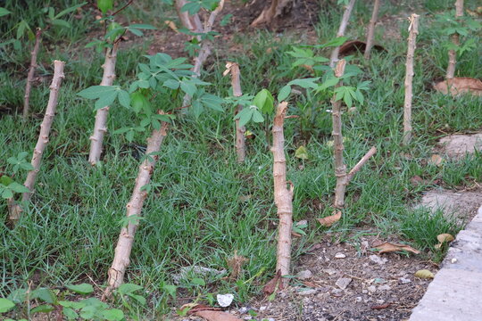 Cassava stem cutting planted directly in soil, naturally developing roots and shoots into a new productive plant