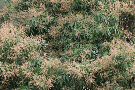 Abundant mango tree flowers blooming densely, ready to develop into tropical mango fruits