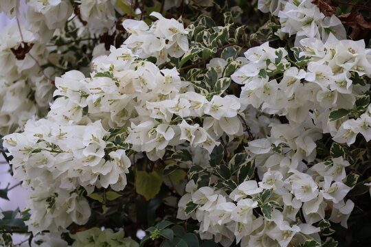 Beautiful white Bougainvillea blooming abundantly with delicate papery bracts and lush green foliage